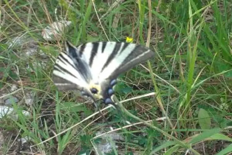 Spiridușii rușinii Spiridușii rușinii